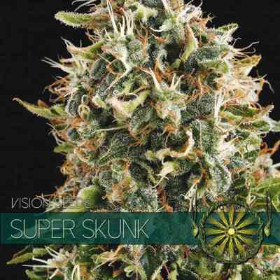 Super Skunk > Vision Seeds | Feminisierte Hanfsamen  |  Indica