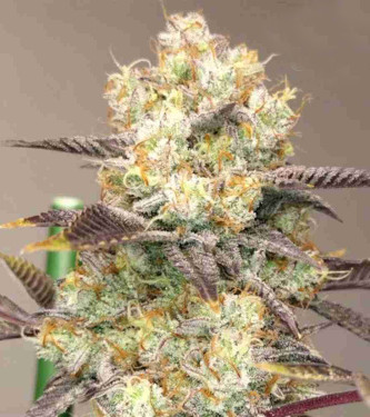 Vitamin Z > Grounded Genetics | Feminisierte Hanfsamen  |  Hybrid