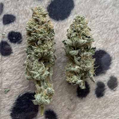 Vlad the Inhaler > White Label Seeds | Feminisierte Hanfsamen  |  Hybrid