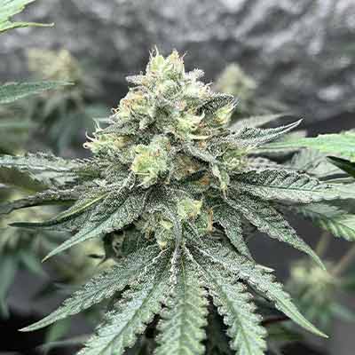 Vlad the Inhaler > White Label Seeds | Feminisierte Hanfsamen  |  Hybrid