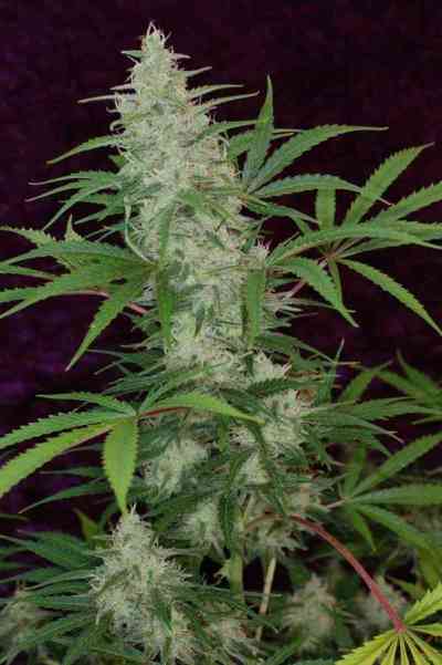 Vortex > TGA Subcool Seeds | Semillas Regulares  |  Sativa