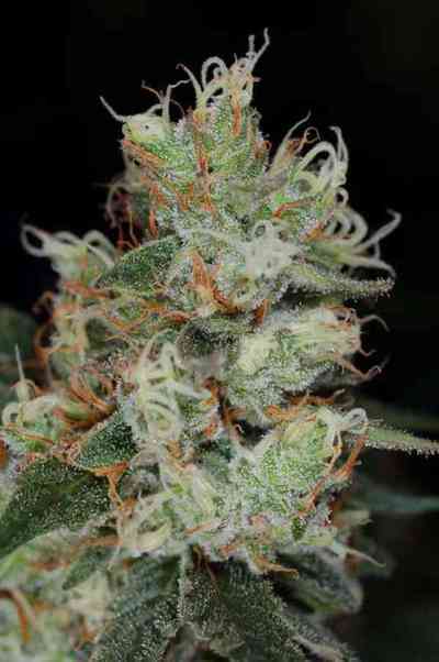 Vortex > TGA Subcool Seeds | Graines Normal  |  Sativa