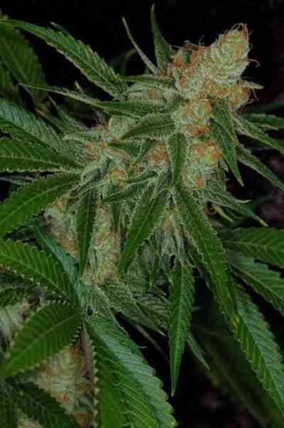 Vortex > TGA Subcool Seeds | Regular Marijuana   |  Sativa