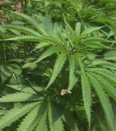 Walkabout Seed > Mr. Nice | Regular Marijuana   |  Hybrid