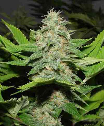 Walker Kush > Rare Dankness Seeds | Graines Normal  |  Indica