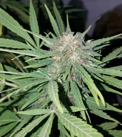 Wappa > Paradise Seeds | Feminized Marijuana   |  Indica