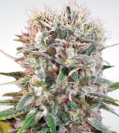 Wappa > Paradise Seeds | Feminisierte Hanfsamen  |  Indica