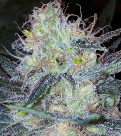 Wappa > Paradise Seeds | Feminized Marijuana   |  Indica