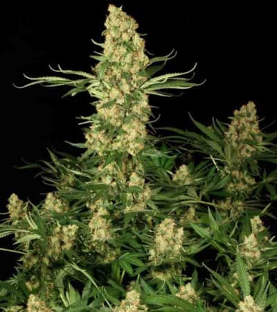 Wappa > Paradise Seeds | Feminized Marijuana   |  Indica