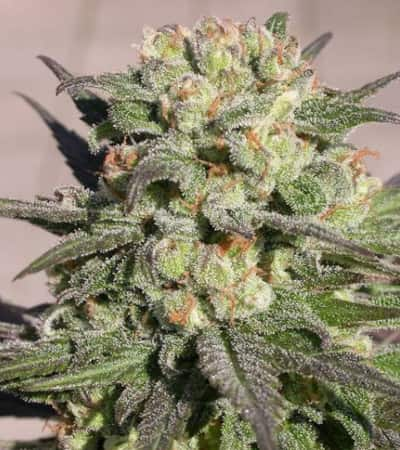 Warlock > Serious Seeds | Feminisierte Hanfsamen  |  Indica