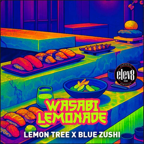 Wasabi Lemonade semilla > Elev8 Seeds | Semillas feminizadas  |  Híbrido
