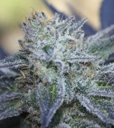 Washing Machine > Ripper Seeds | Feminisierte Hanfsamen  |  Indica