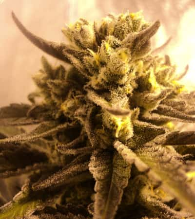 Washing Machine > Ripper Seeds | Feminisierte Hanfsamen  |  Indica