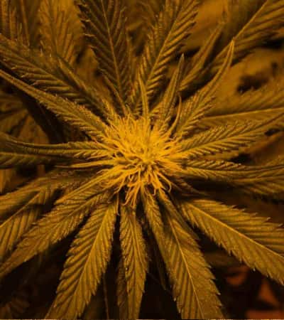 Washing Machine > Ripper Seeds | Feminisierte Hanfsamen  |  Indica