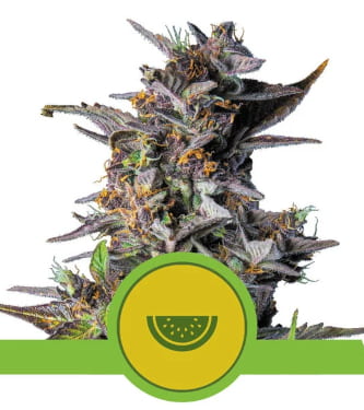 Watermelon Automatic > Royal Queen Seeds | Autoflowering Cannabis   |  Indica