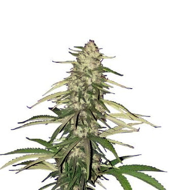 Watermelon Girl > Linda Seeds | Graines Féminisées  |  Indica