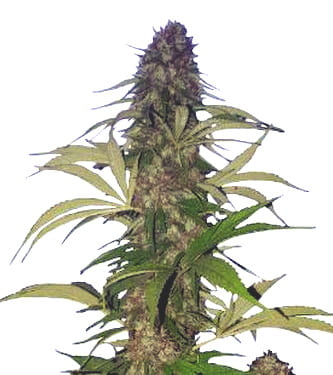 Watermelon Girl > Linda Seeds | Feminisierte Hanfsamen  |  Indica