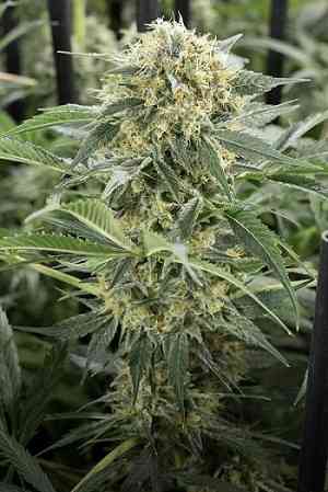 Watermelon Icecream > LaMota Seeds | Feminisierte Hanfsamen  |  Indica