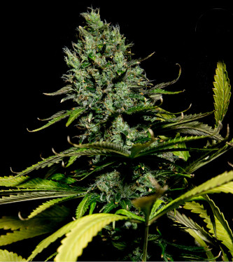 Watermelon Jam > Bulk Seed Bank | Feminisierte Hanfsamen  |  Indica