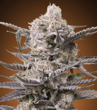 Watermelon OG > Advanced Seeds | NUESTRAS RECOMENDACIONES DE SEMILLAS DE MARIHUANA  |  TOP 10 feminizadas