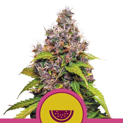 Watermelon > Royal Queen Seeds | Feminisierte Hanfsamen  |  Indica