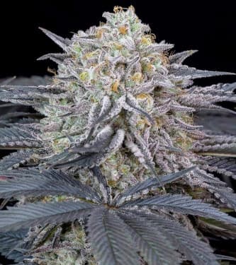 Watermelon Runtz > Silent Seeds | Feminized Marijuana   |  Indica