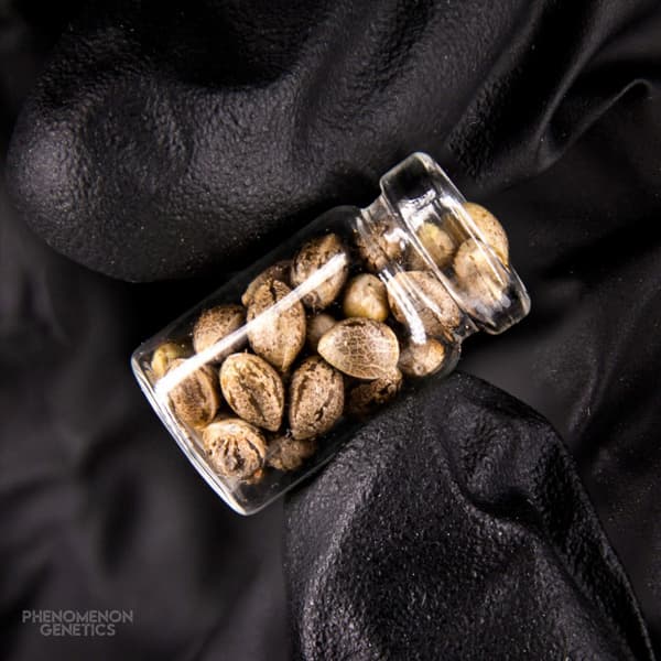 Watermelon Tangoz > Phenomenom Genetics | Regular Cannabis   |  Hybrid
