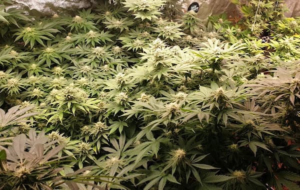 Watermelon Zkittles semilla > Pure Instinto | Semillas feminizadas  |  Índica