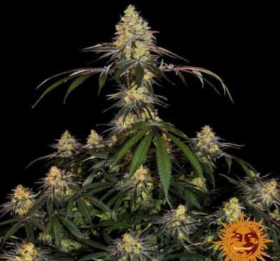 Watermelon Zkittlez > Barneys Farm | Feminisierte Hanfsamen  |  Hybrid