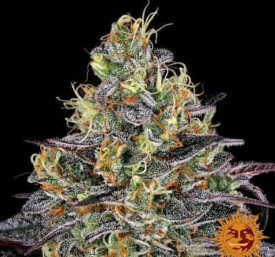 Watermelon Zkittlez > Barneys Farm | Feminisierte Hanfsamen  |  Hybrid