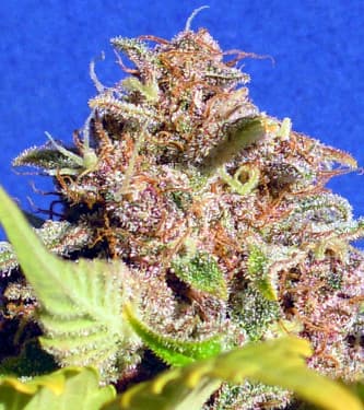 Wedding Cake Auto > Original Sensible Seeds | Autoflowering Hanfsamen  |  Indica