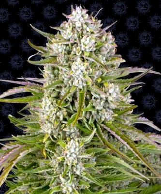 Wedding Cake Auto > Barneys Farm | Graines CBD  |  Indica