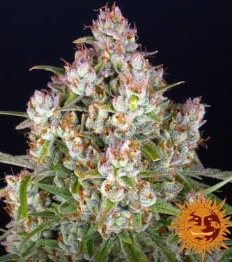 Wedding Cake Auto > Barneys Farm | CBD cannabis seeds  |  Indica