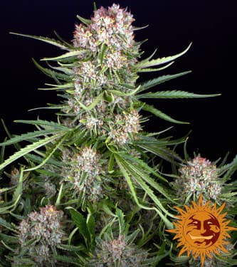 Wedding Cake Auto > Barneys Farm | CBD cannabis seeds  |  Indica