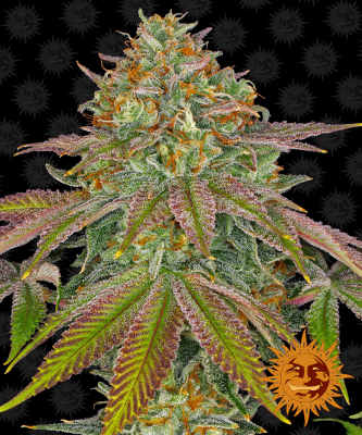 Wedding Cake > Barneys Farm | Feminisierte Hanfsamen  |  Indica