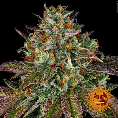 Wedding Cake > Barneys Farm | Feminized Marijuana   |  Indica