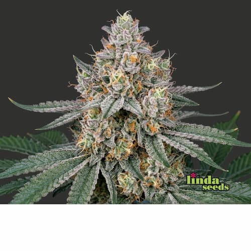 Wedding Cake semilla > Linda Seeds | NUESTRAS RECOMENDACIONES DE SEMILLAS DE MARIHUANA  |  Semillas Baratas