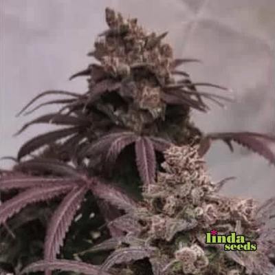 Wedding Cake Samen > Linda Seeds | Hanfsamen Empfehlungen  |  Günstige Hanfsamen