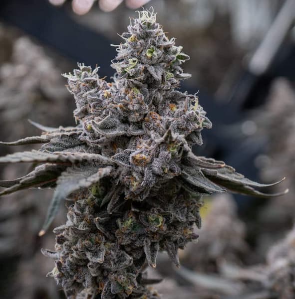 Wedding Cake x Runtz Seed > Ripper Seeds | Feminized Cannabis   |  Sativa