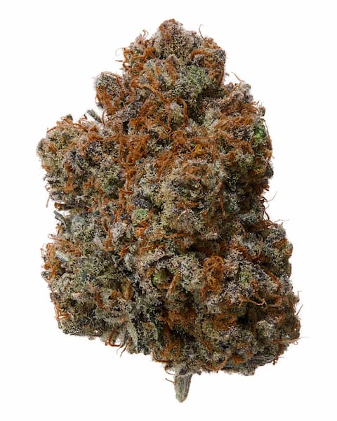 Wedding Cake S1 Seed > Pheno Finder Seeds | Feminized Cannabis   |  Indica