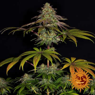 Wedding Cake > Barneys Farm | Feminisierte Hanfsamen  |  Indica