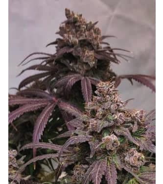 Wedding Cake > Linda Seeds | NUESTRAS RECOMENDACIONES DE SEMILLAS DE MARIHUANA  |  Semillas Baratas