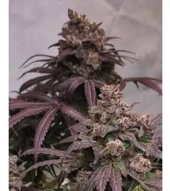 Wedding Cake semilla > Linda Seeds | NUESTRAS RECOMENDACIONES DE SEMILLAS DE MARIHUANA  |  Semillas Baratas