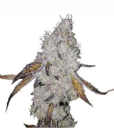 Wedding Cake > Linda Seeds | NUESTRAS RECOMENDACIONES DE SEMILLAS DE MARIHUANA  |  Semillas Baratas