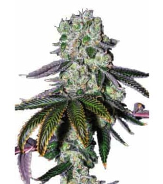 Wedding Cake > Linda Seeds | Cannabis seeds recommendations  |  Affordable Cannabis