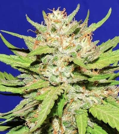 Wedding Cake > Original Sensible Seeds | Feminisierte Hanfsamen  |  Indica