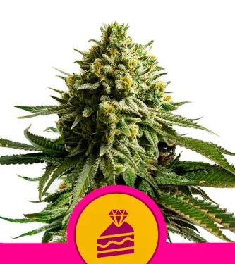 Wedding Cake > Royal Queen Seeds | Feminized Marijuana   |  Indica