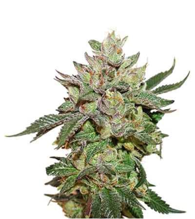 Wedding Cake > Seed stockers | Feminized Marijuana   |  hybrid