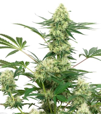 Wedding Cheesecake > White Label | Feminisierte Hanfsamen  |  Indica