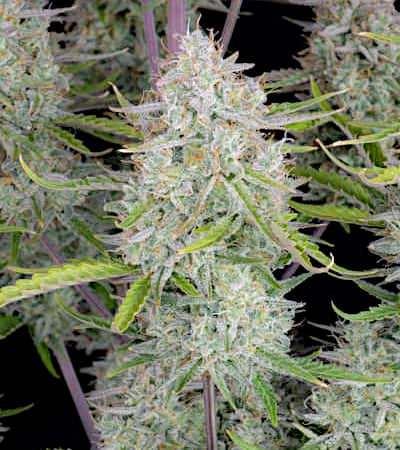 Wedding Cheesecake Auto > Fast Buds Company | Autoflowering Cannabis   |  Sativa